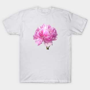 Pink Peony Illustration T-Shirt